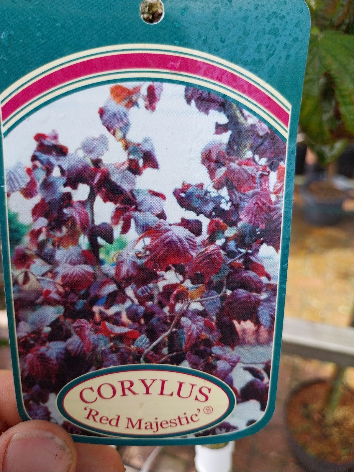 Corylus 'Red Majestic' op stam - Sierlijke Kronkelhazelaar, Volle zon, Vaste plant, Bloeit niet, Ophalen