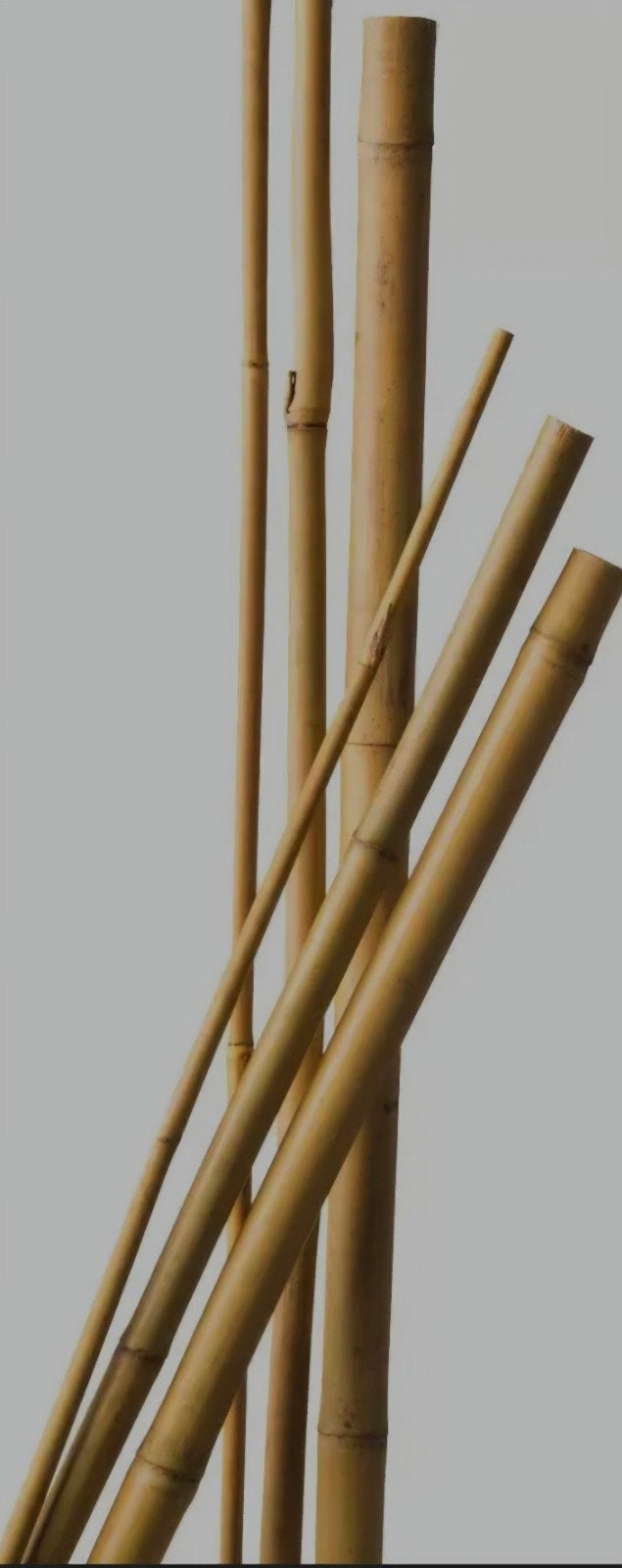 Gezocht: gratis bamboestokken voor in de tuin, Ophalen of Verzenden, Minder dan 180 cm, Palen
