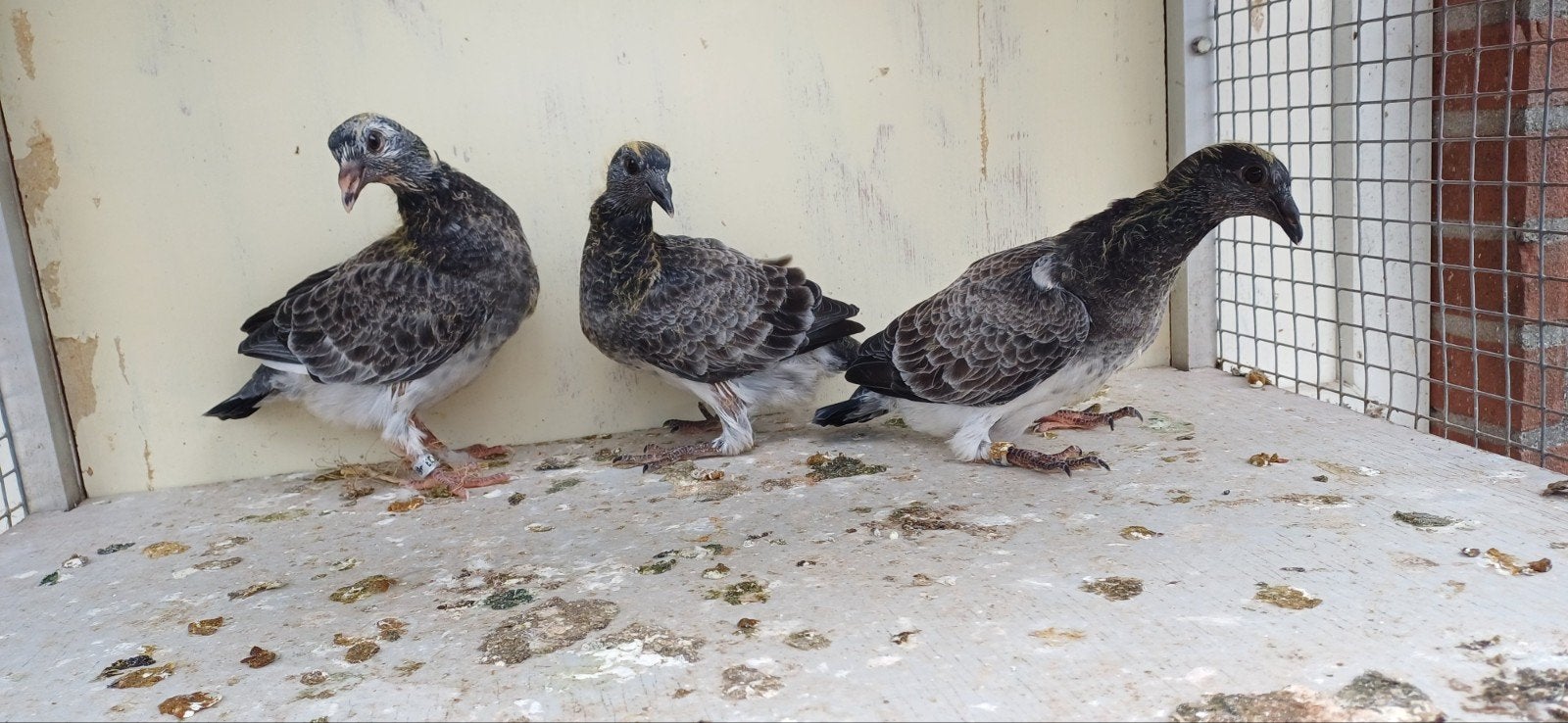 Postduiven   jonge duiven, Dieren en Toebehoren, Vogels | Overige Vogels, Meerdere dieren
