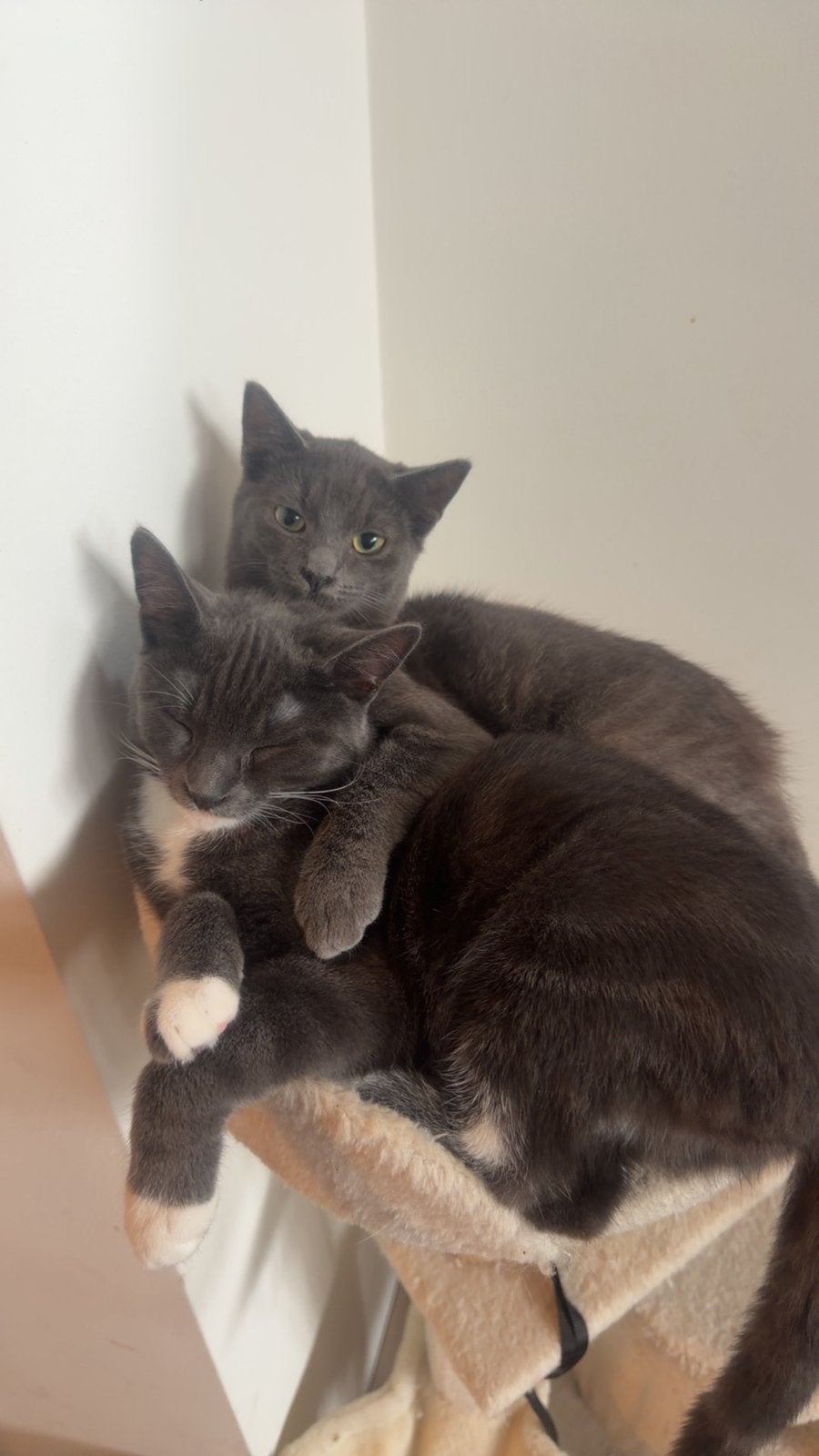 3 lieve katten zoeken een liefdevol thuis ️, Dieren en Toebehoren