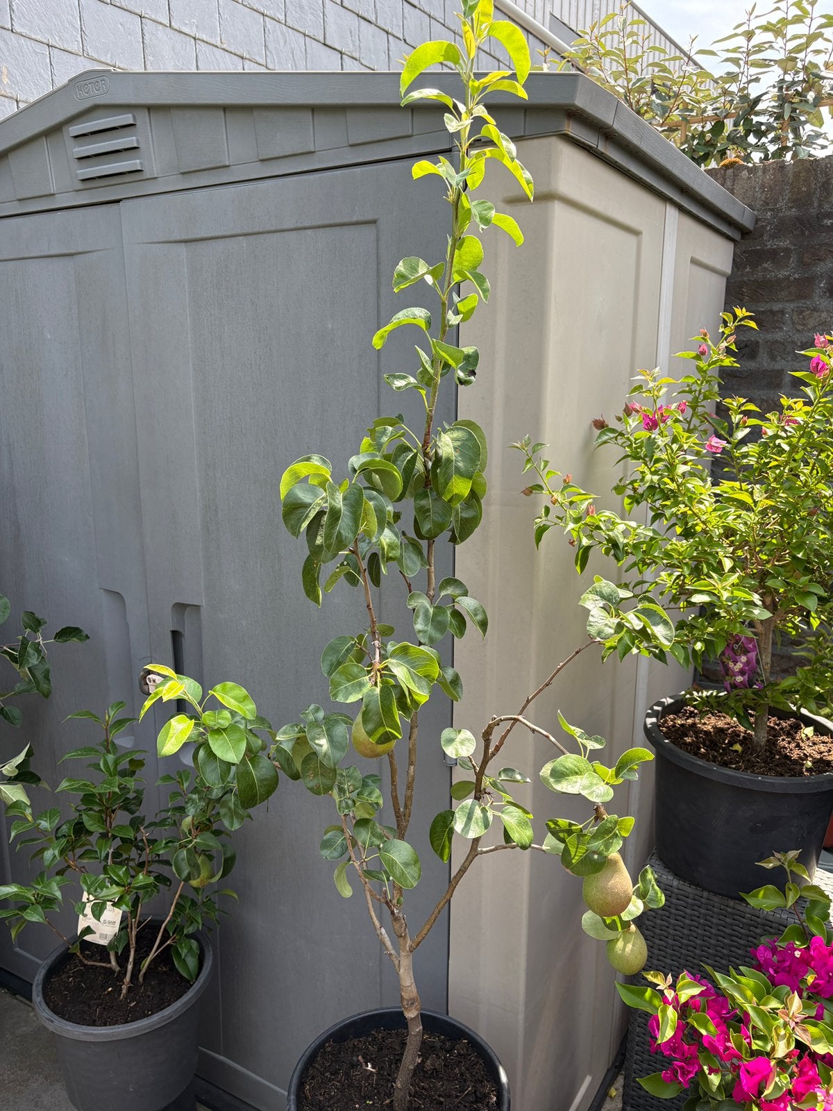 Super leuke dwerg perenboom in pot aangeboden!!, Tuin en Terras, Planten | Fruitbomen, Ophalen, Lente, Volle zon, 100 tot 250 cm