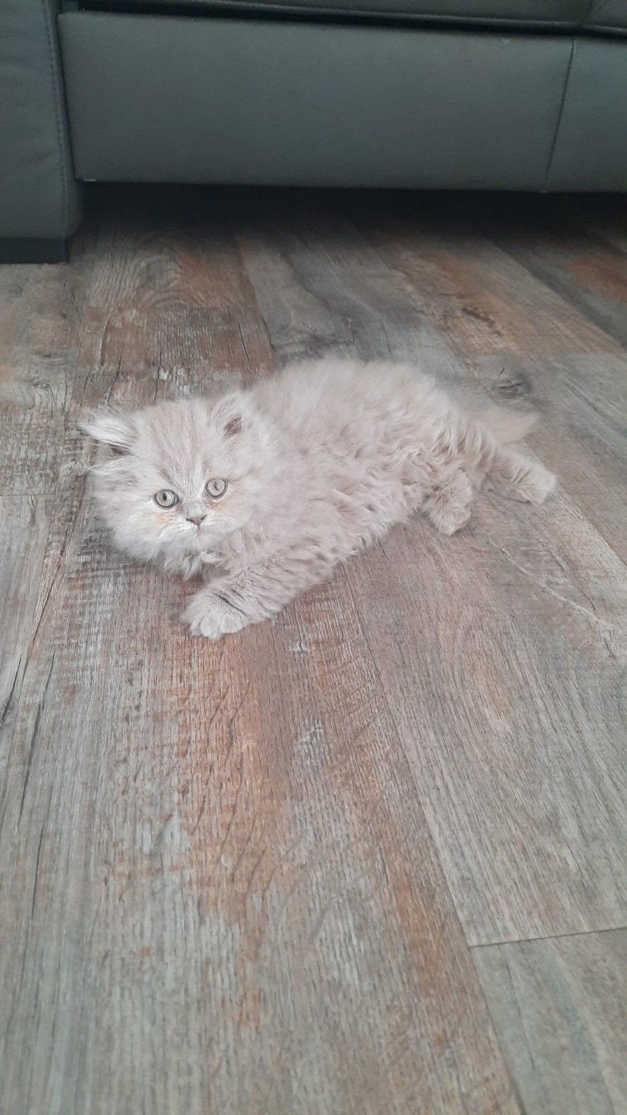 Brits/Britse laanghaar kittens meisje met stamboom, Dieren en Toebehoren, Katten en Kittens | Raskatten | Langhaar, Poes, Met stamboom