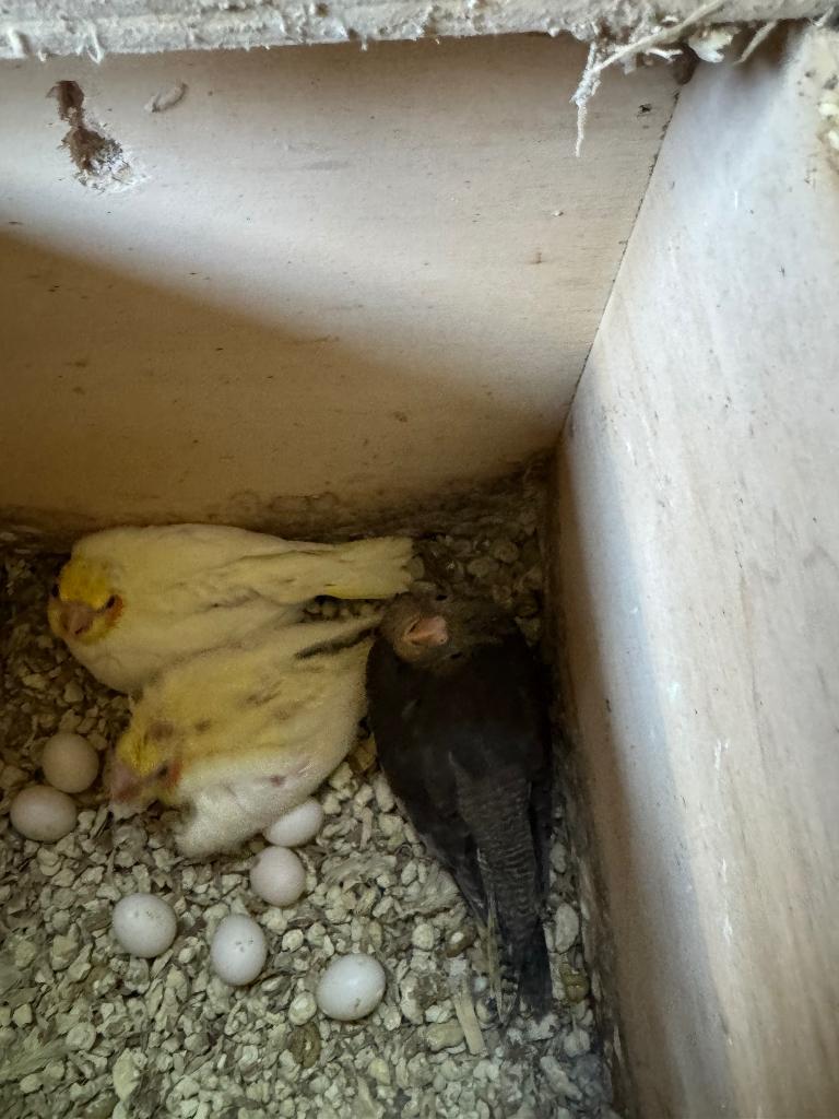 Te koop 3 jonge valkparkieten, Dieren en Toebehoren, Meerdere dieren, Parkiet, Geringd
