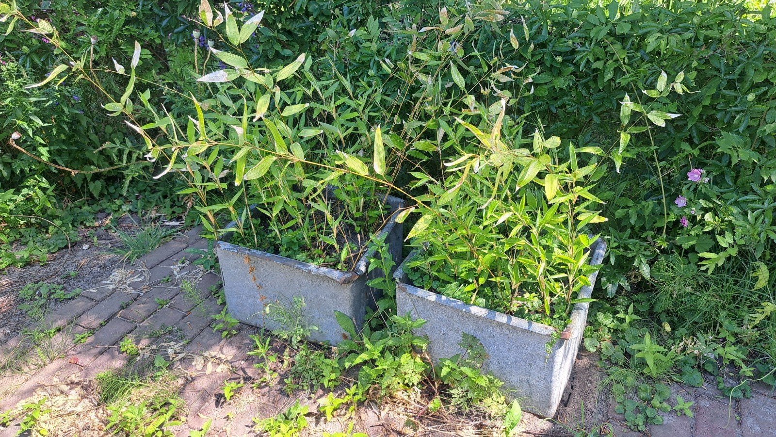 Twee zinken plantenbakken met bamboe, Tuin en Terras, Ophalen, Gebruikt, Balkon, 60 tot 100 cm