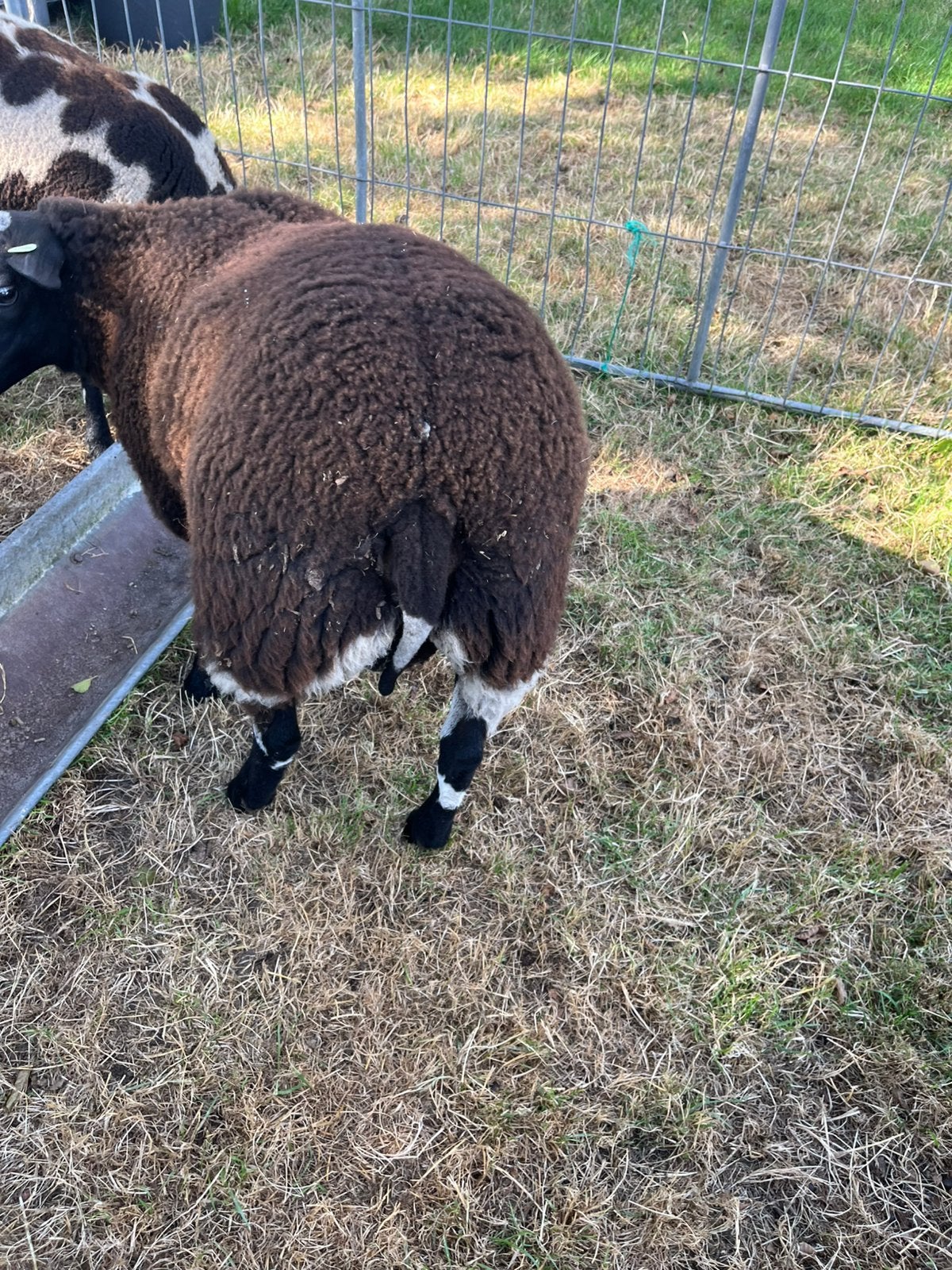 Bonte Dekram Bonte Schapen, Dieren en Toebehoren, Schapen, Geiten en Varkens, Mannelijk, Schaap