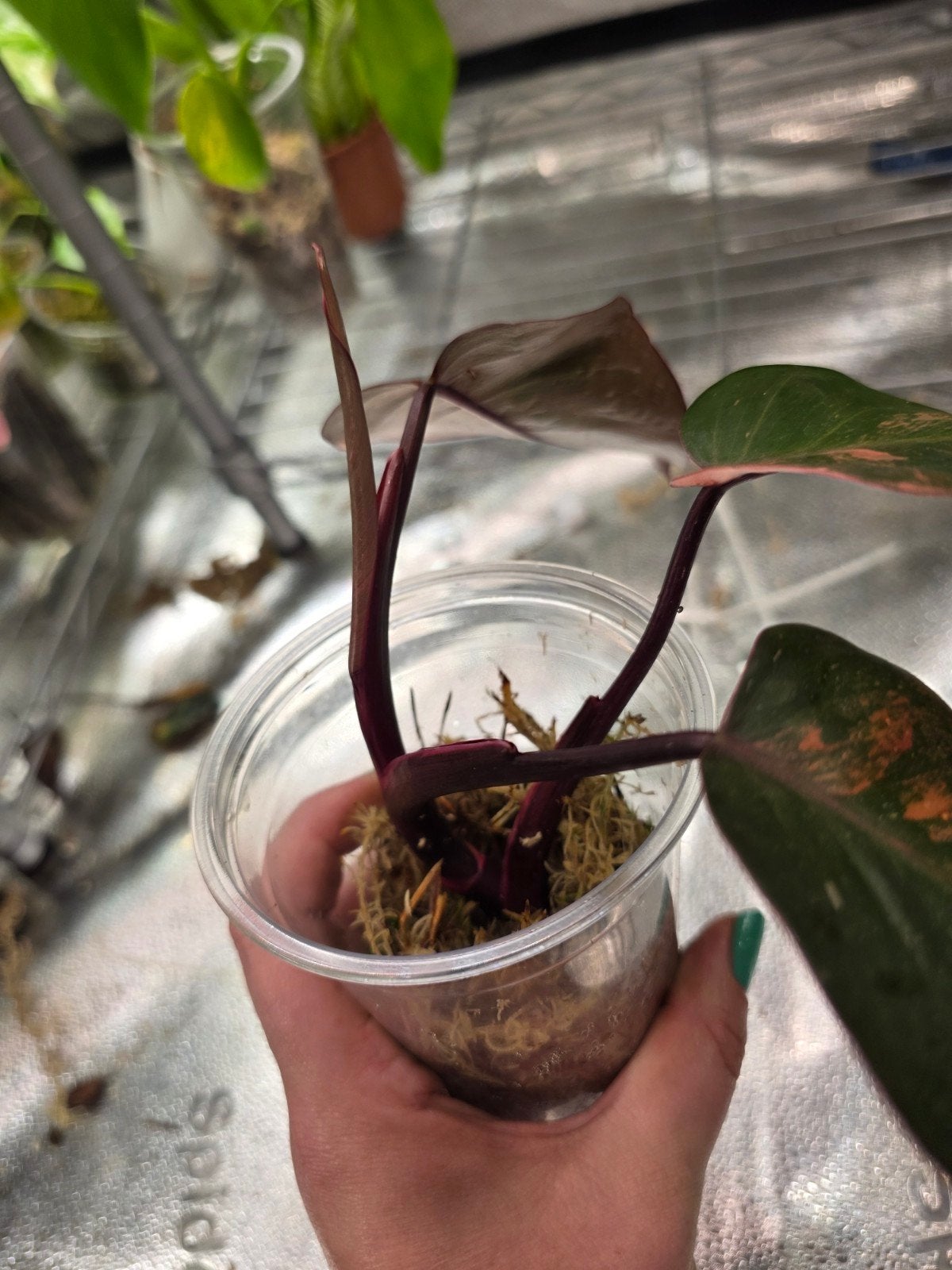 Philodendron Orange Prinsess kopstek, Ophalen of Verzenden, Halfschaduw, Minder dan 100 cm