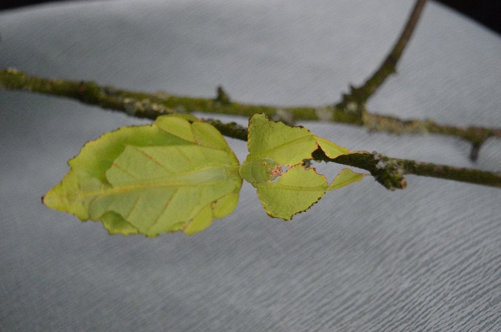 Phyllium Limogesi wandelend blad eitjes, Wandelende tak