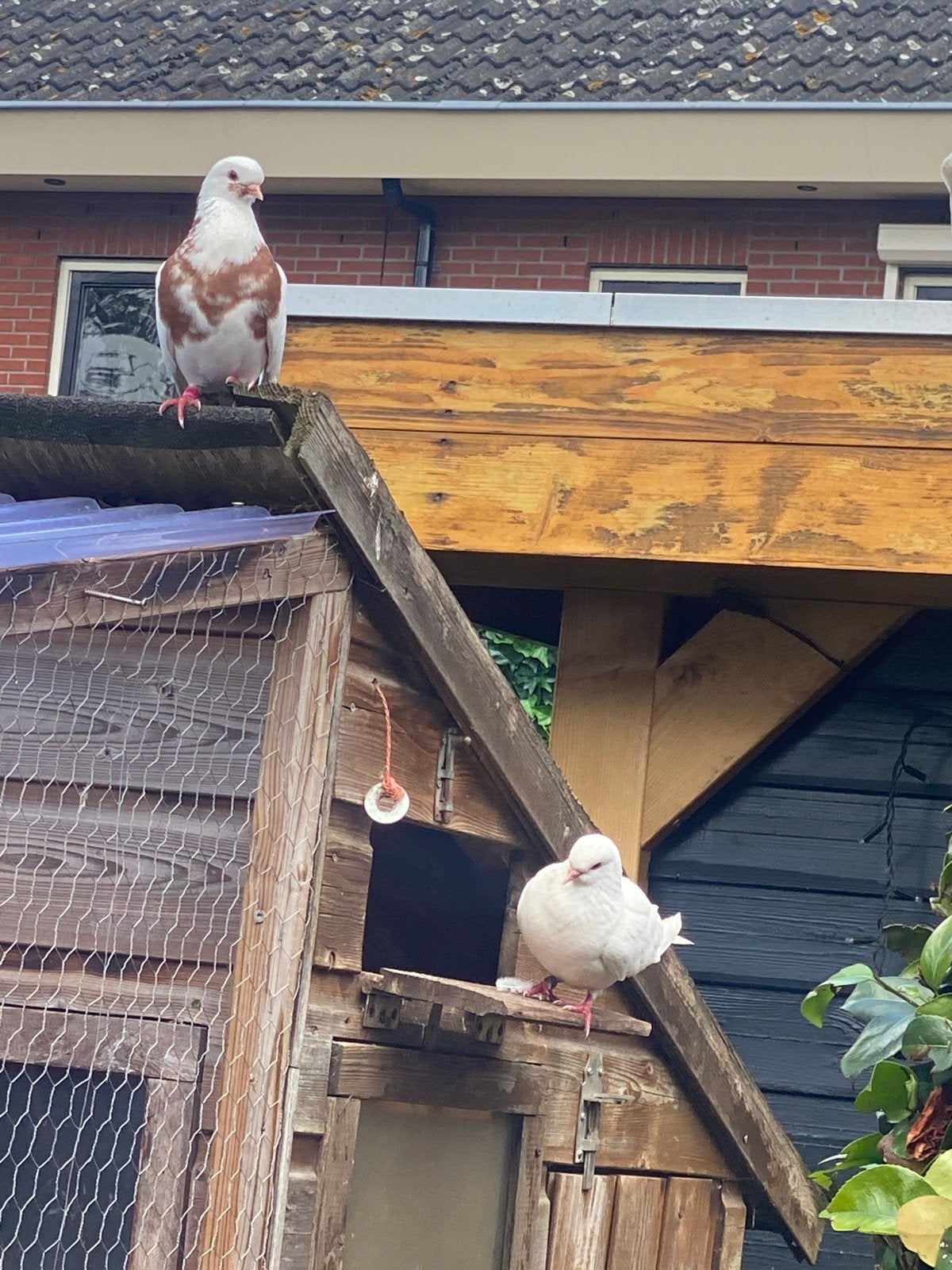 Sier duiven, Dieren en Toebehoren, Meerdere dieren