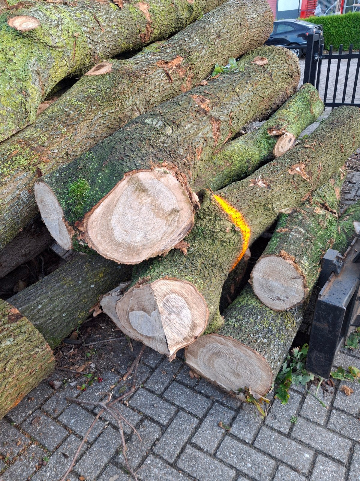 haardhout,  stammen eik  vers  9 kuub, 6 m³ of meer, Ophalen, Eikenhout, Stammen