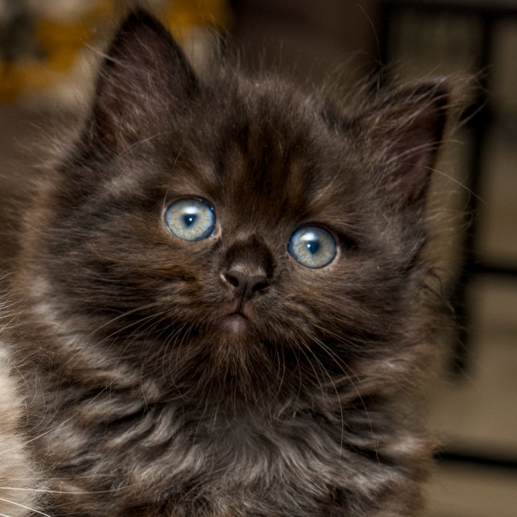 Langharig kitten, Dieren en Toebehoren, Poes, Gechipt, 0 tot 2 jaar