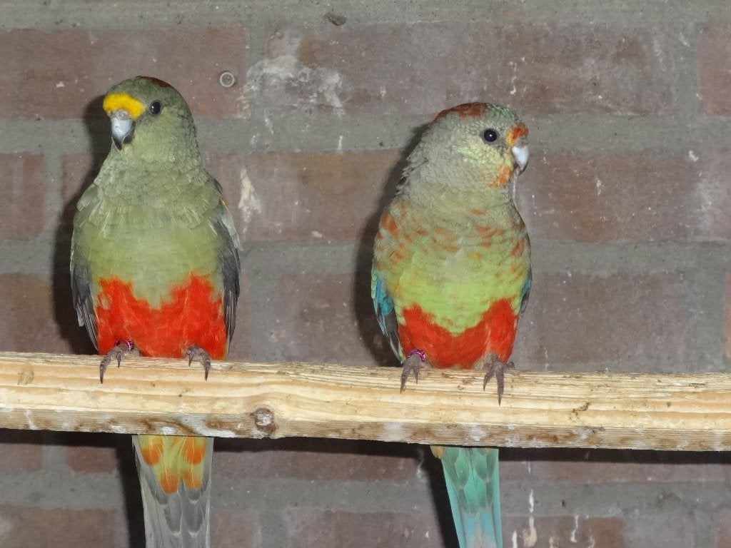 Veelkleuren, Dieren en Toebehoren, Vogels | Parkieten en Papegaaien, Meerdere dieren, Parkiet, Geringd