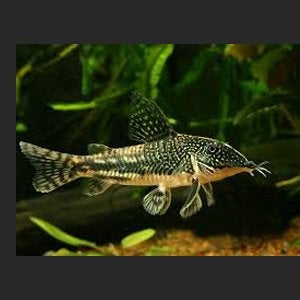 Corydora barbatus - Pantsermeerval - Koidream Valburg