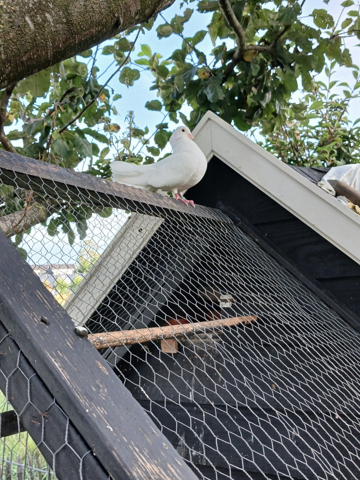 Een witte pauwstaart duivin te koop, Dieren en Toebehoren, Vogels | Duiven, Vrouwelijk, Overige soorten