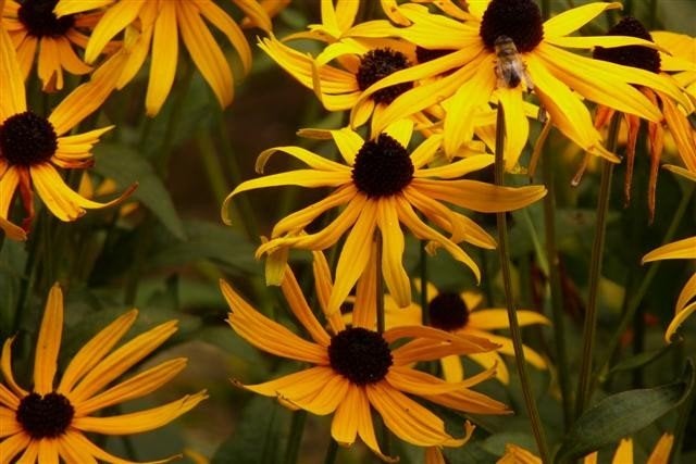 Rudbeckia fulgida Goldsturm in P9 pot., Tuin en Terras, Planten | Tuinplanten, Ophalen, Zomer, Vaste plant, Volle zon