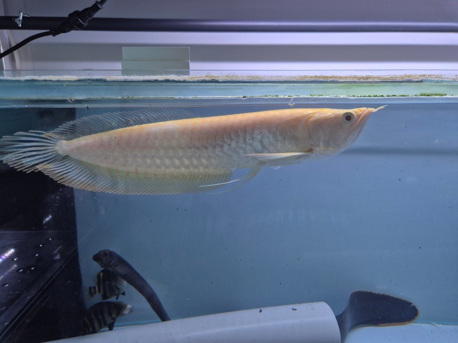 Albino zilver Arowana, Dieren en Toebehoren, Vis, Zoetwatervis