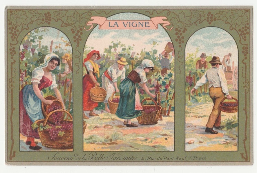 Reclame. La Belle Jardinière, Paris. Druivenoogst. Wijnoogst, Verzenden, Voor 1920, Ongelopen, Overige thema's