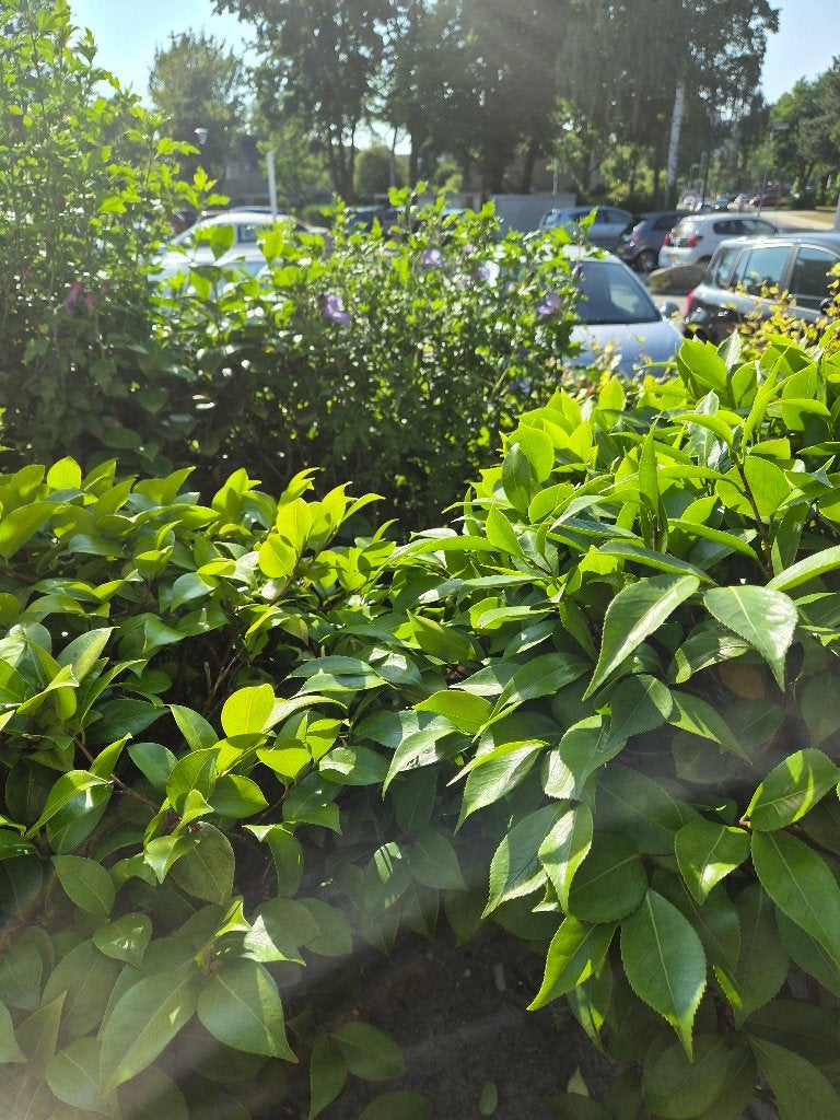 tuinplanten gratis, Ophalen, Vaste plant, Overige soorten, Halfschaduw