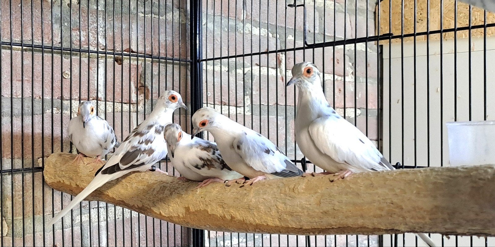 Koppel bonte diamantduifjes, Dieren en Toebehoren, Vogels | Overige Vogels, Meerdere dieren