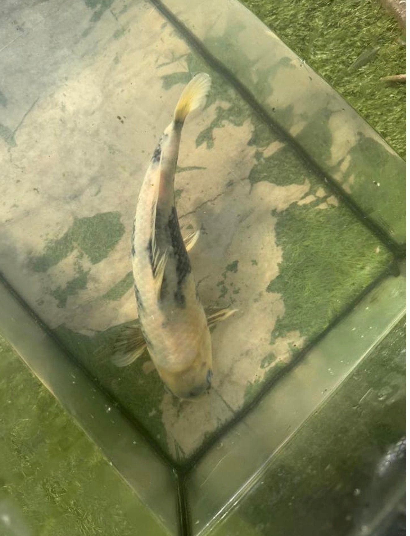 Koi, Tuin en Terras, Vijvers, Zo goed als nieuw, Ophalen