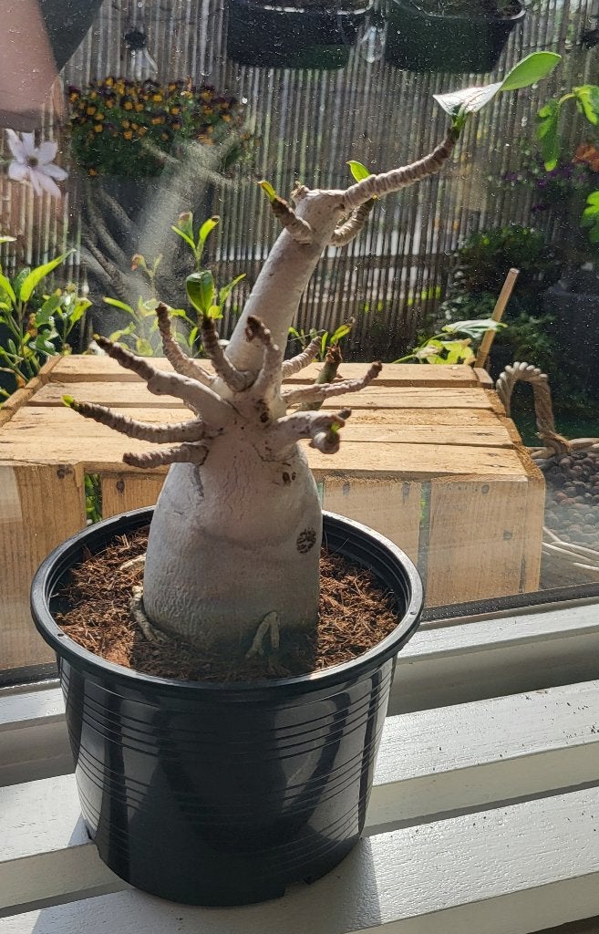 Woestijnroos (Adenium), Verzenden, Overige soorten, Minder dan 100 cm, Bloeiende kamerplant