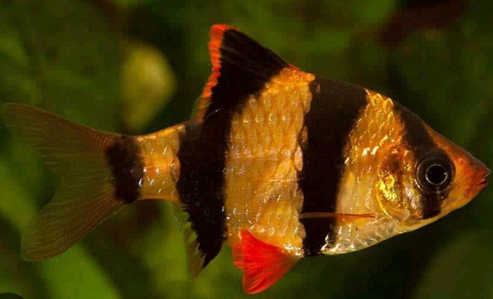 sumatraan 3x, Dieren en Toebehoren, Vis, Zoetwatervis