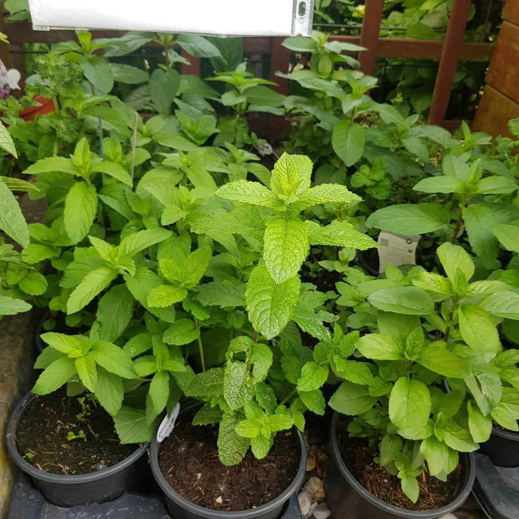 kraampje in de voor tuin met diverse grote munt planten, Ophalen, Volle zon, Vaste plant, Kruiden