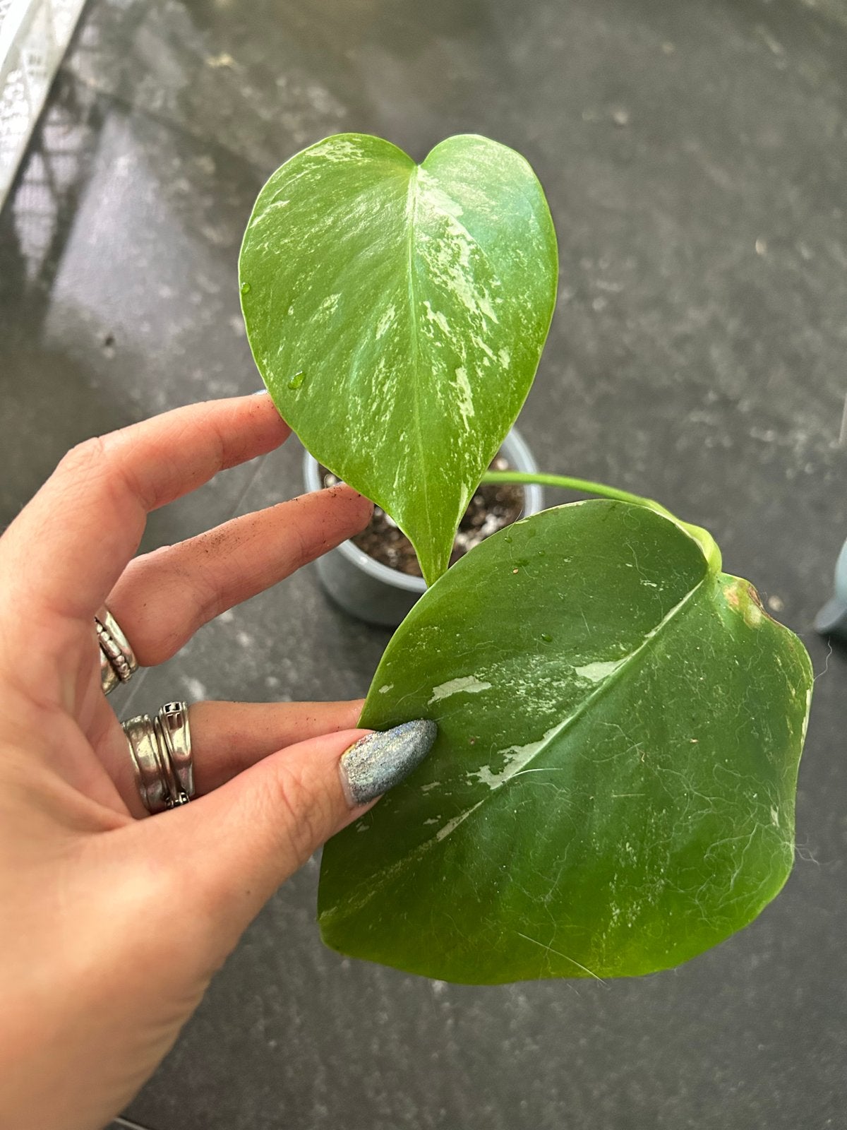 Monstera Deliciosa Variegata - Zeldzame Stek, Ophalen of Verzenden, Halfschaduw, Minder dan 100 cm