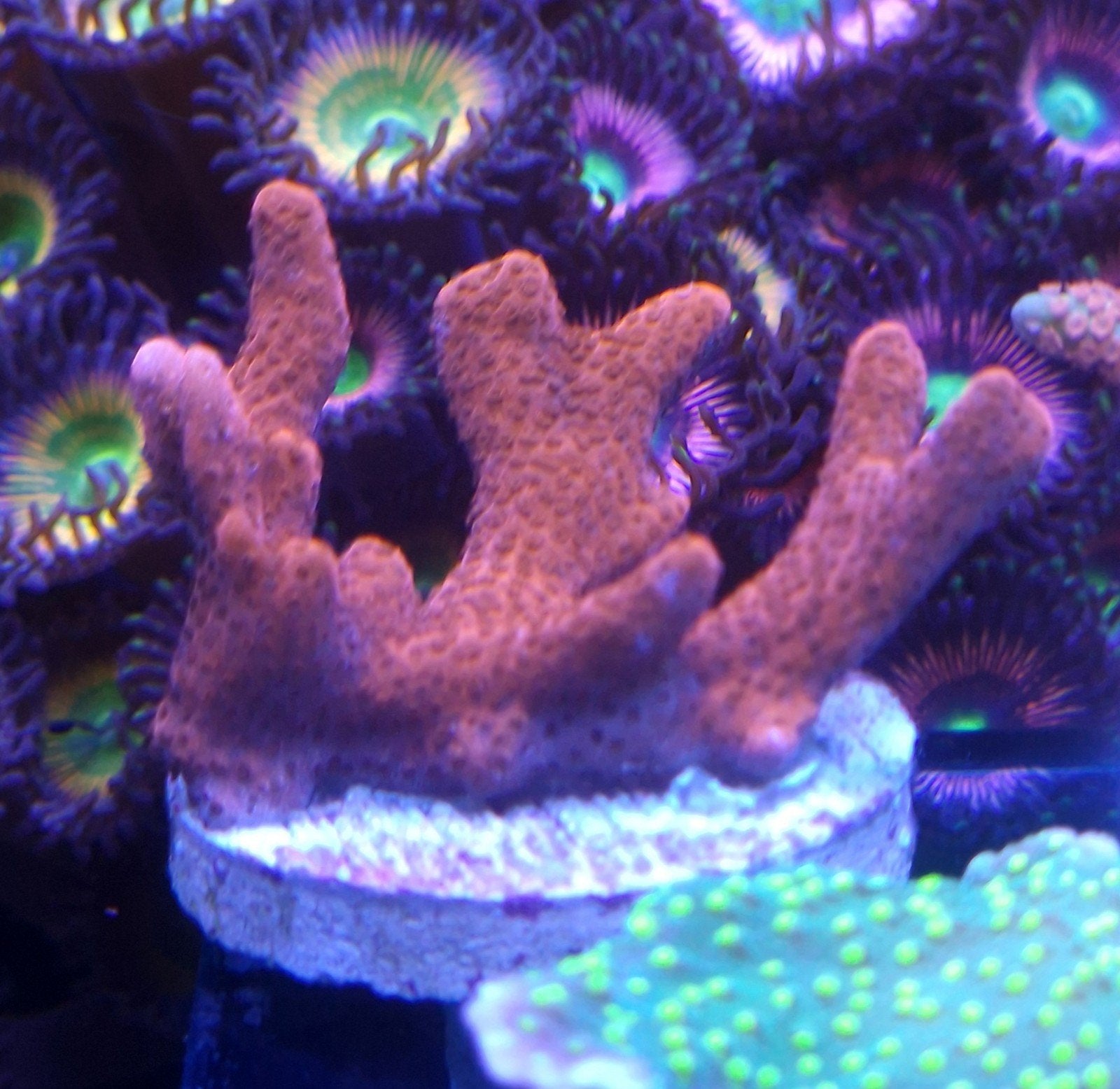 montipora red digitata, Dieren en Toebehoren, Vis