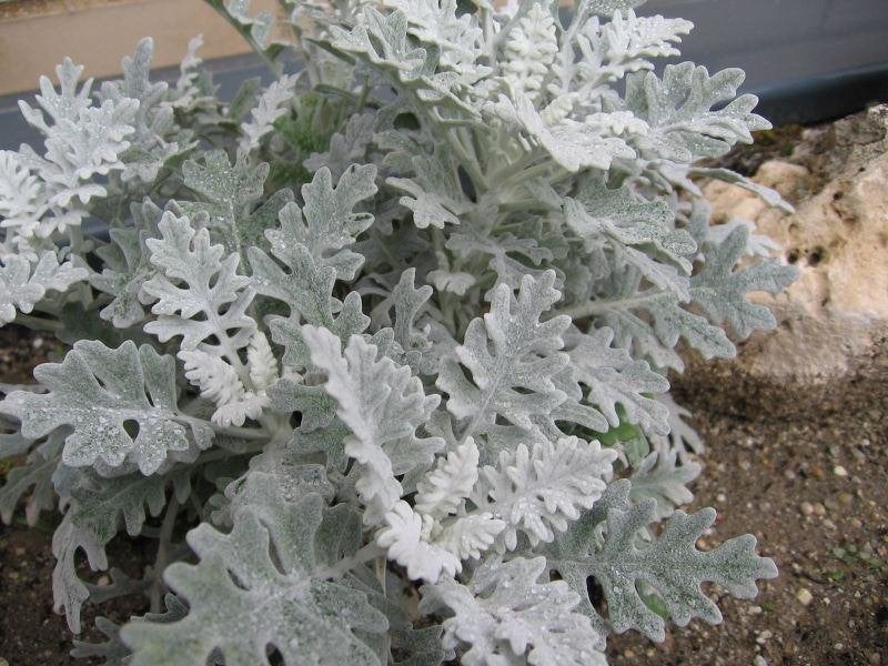 GEVRAAGD: Zilverblad (Senecio cineraria), Tuin en Terras, Planten | Tuinplanten, Ophalen, Overige soorten, Halfschaduw