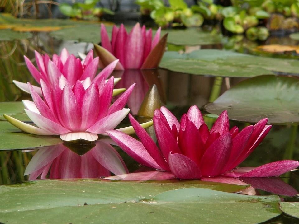 Waterlelie volop leverbaar, vijverplanten, zuurstofplanten, Tuin en Terras, Vijvers, Ophalen of Verzenden, Nieuw