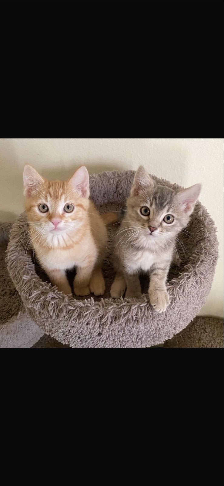 Gezocht: twee lieve kittens – rood & grijs