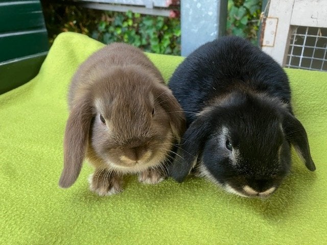 Dwergkonijn Ned. Hangoor otter bruin/zwart koppel, Dieren en Toebehoren, Konijnen, Vrouwelijk, Dwerg, Hangoor, 0 tot 2 jaar