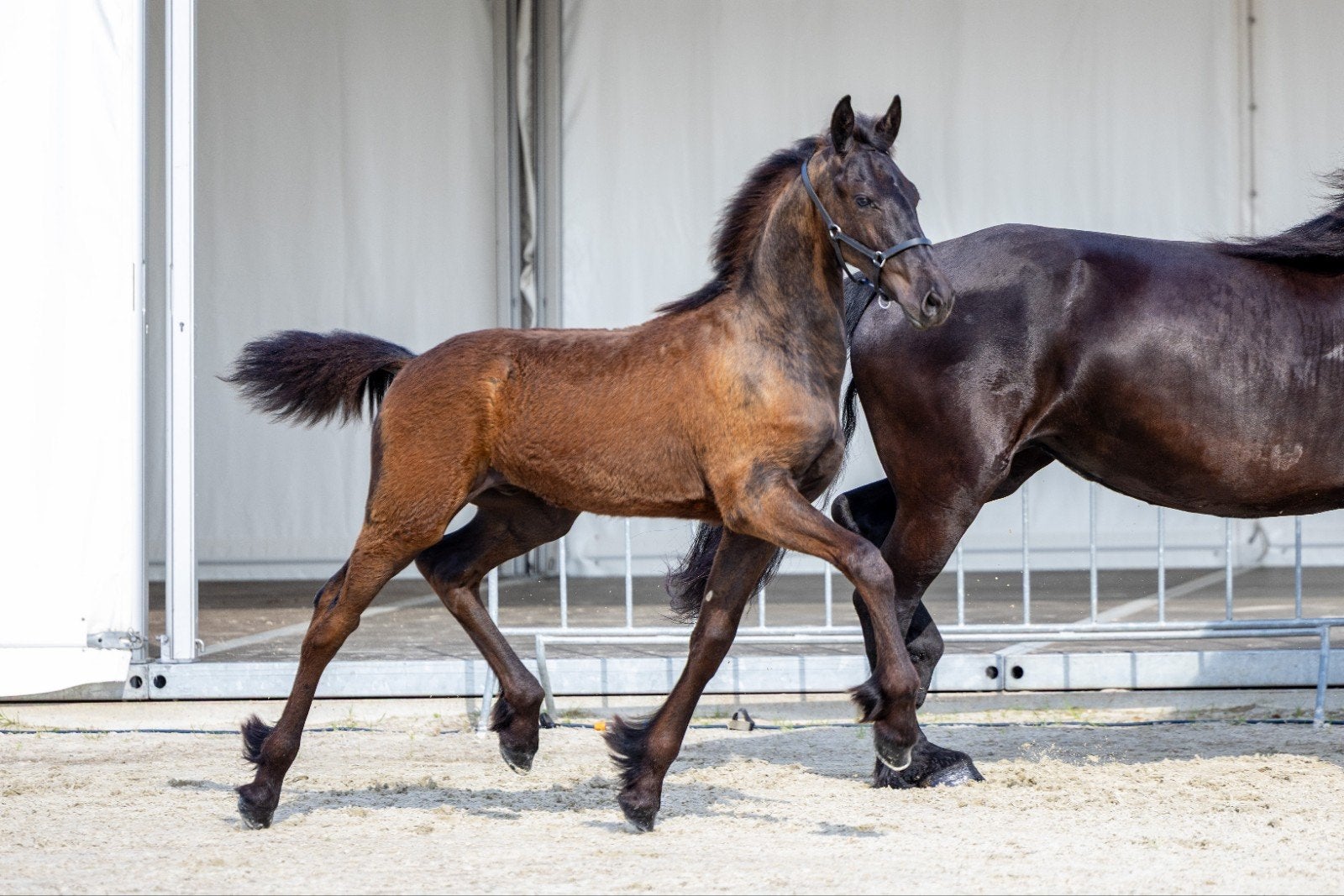 Hengstveulen Jeppe x stendert, Dieren en Toebehoren, Paarden, Hengst, Niet van toepassing, Minder dan 160 cm, 0 tot 2 jaar, Dressuurpaard
