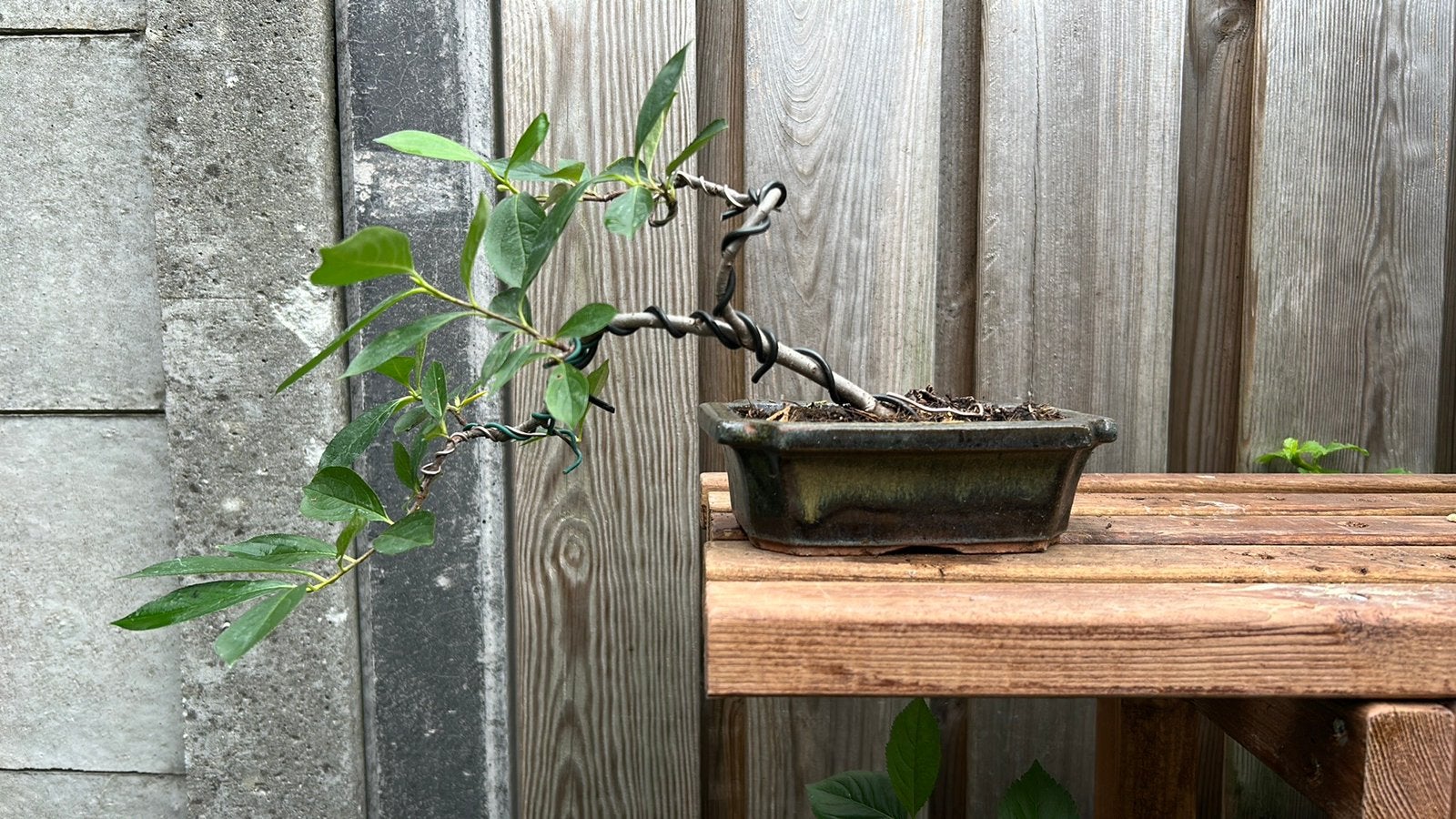 Pre Bonsai Aronia, Ophalen, Zo goed als nieuw, Steen, Minder dan 30 cm