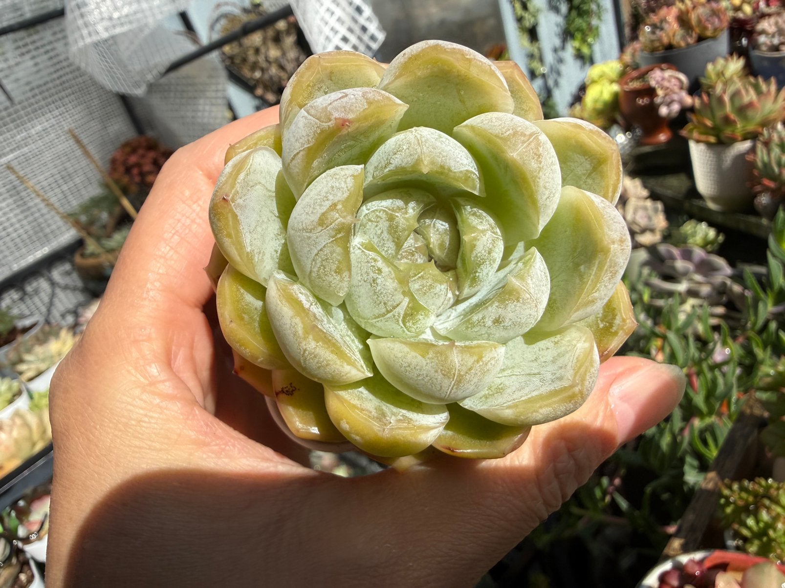 Echeveria candy /pot 5cm/vetplant/succulent, Ophalen of Verzenden, Halfschaduw, Minder dan 100 cm