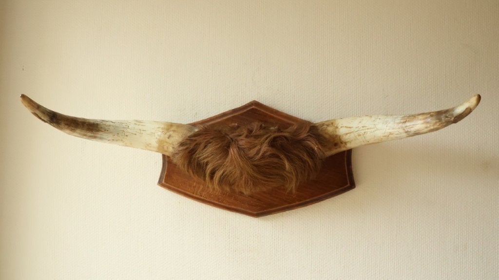 Taxidermie grote koehoorn longhoorns, Verzamelen, Ophalen of Verzenden, Gebruikt, Boerderijdier, Gewei of Kop