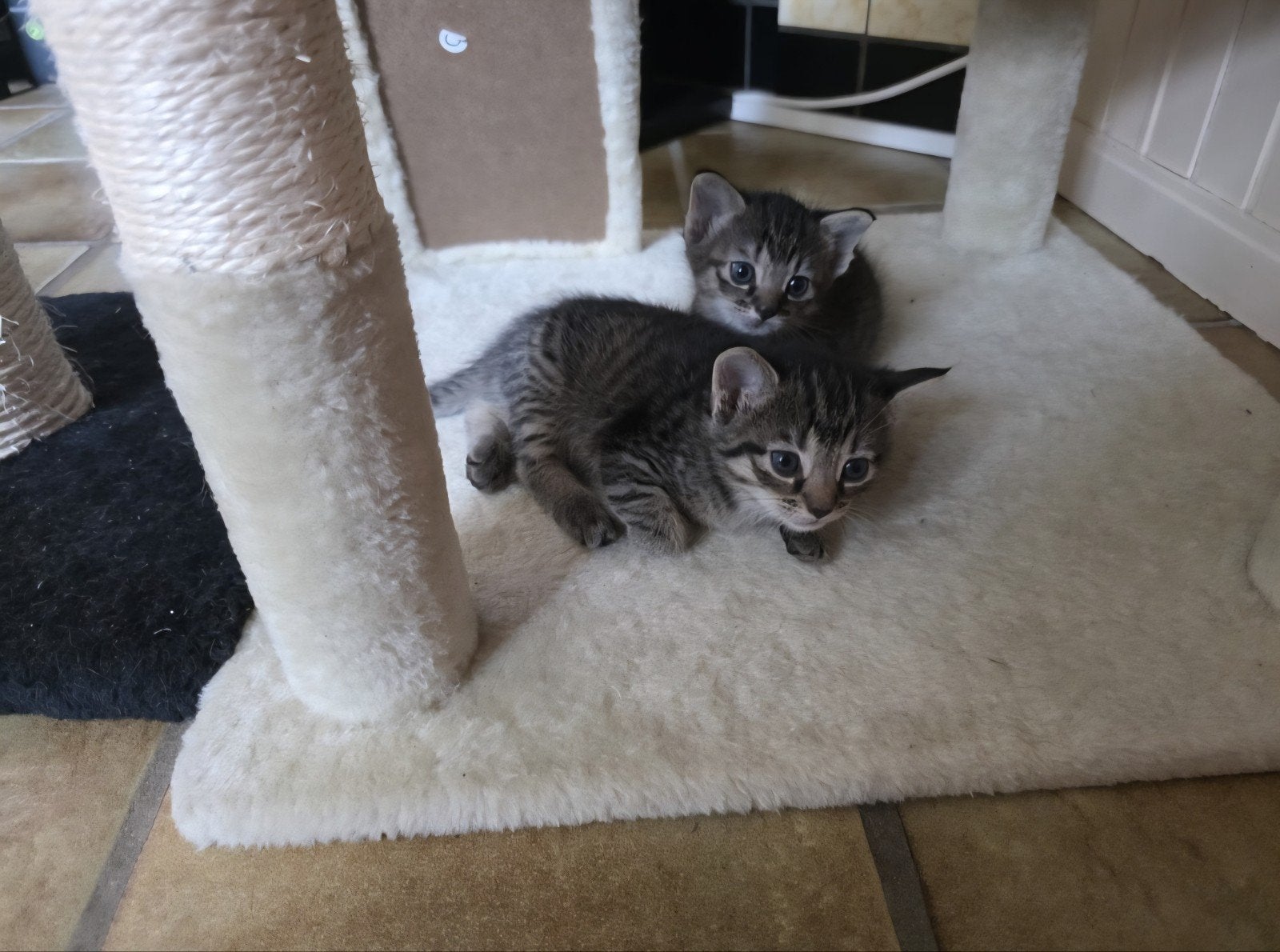 Twee lieve cyperse poesjes te koop, Dieren en Toebehoren, Poes, Ontwormd