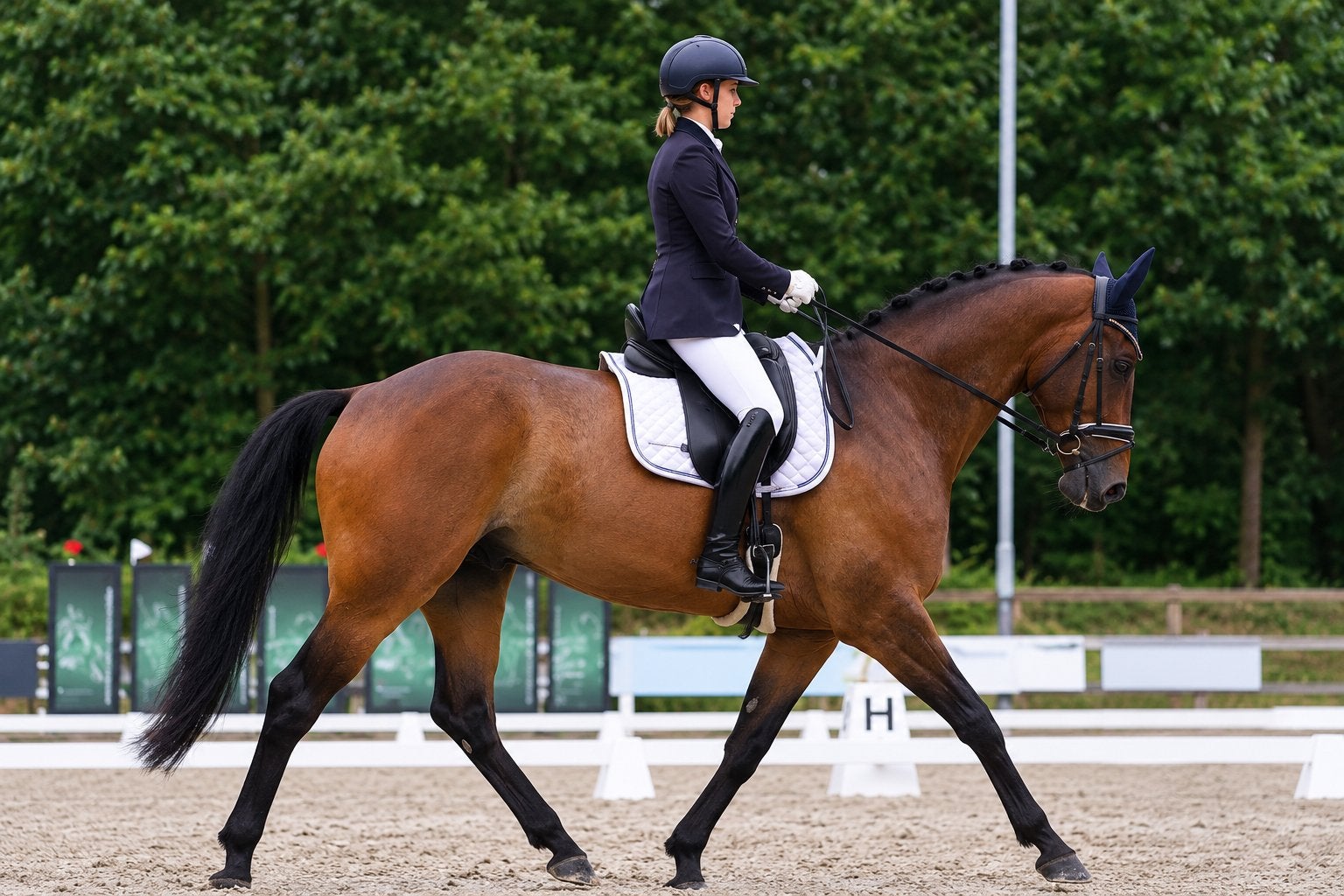 Mooi KWPN paard, 6 jarige ruin, Dieren en Toebehoren, Met stamboom, Ruin, M, Dressuurpaard