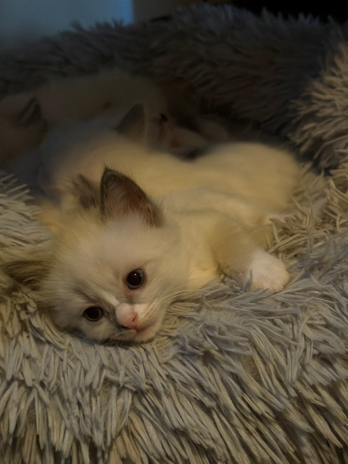 Prachtige ragdoll kittens, Dieren en Toebehoren, Katten en Kittens | Raskatten | Langhaar, Meerdere dieren, Ontwormd, 0 tot 2 jaar