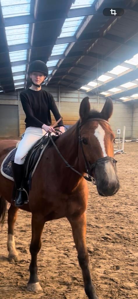 Verzorg paard/pony gezocht, Ophalen of Verzenden, Gebruikt