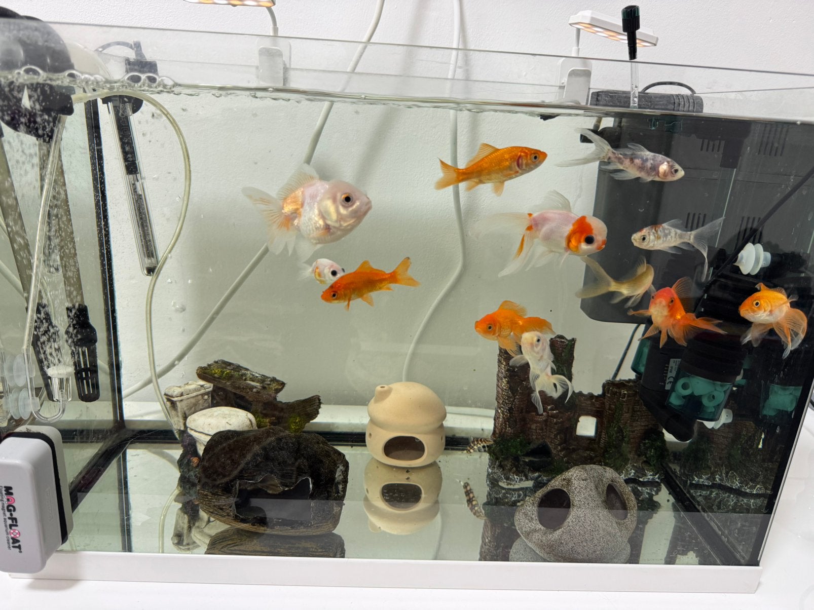 70L Aquarium met 13 vissen + filters en accessoires, Dieren en Toebehoren, Ophalen, Zo goed als nieuw, Gevuld zoetwateraquarium