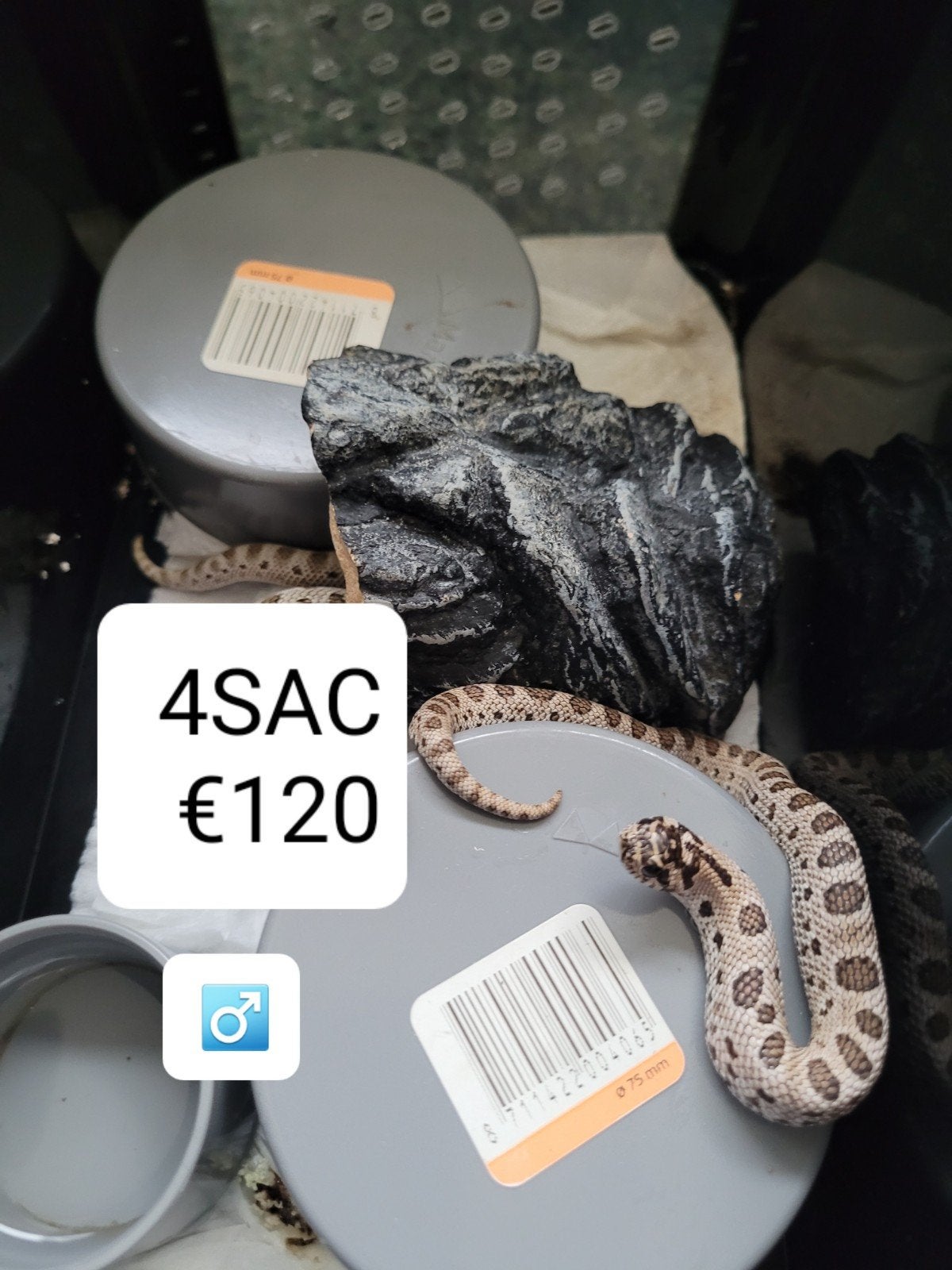 Heterodon Nasicus - Haakneusslang Hognose Snake photo 3