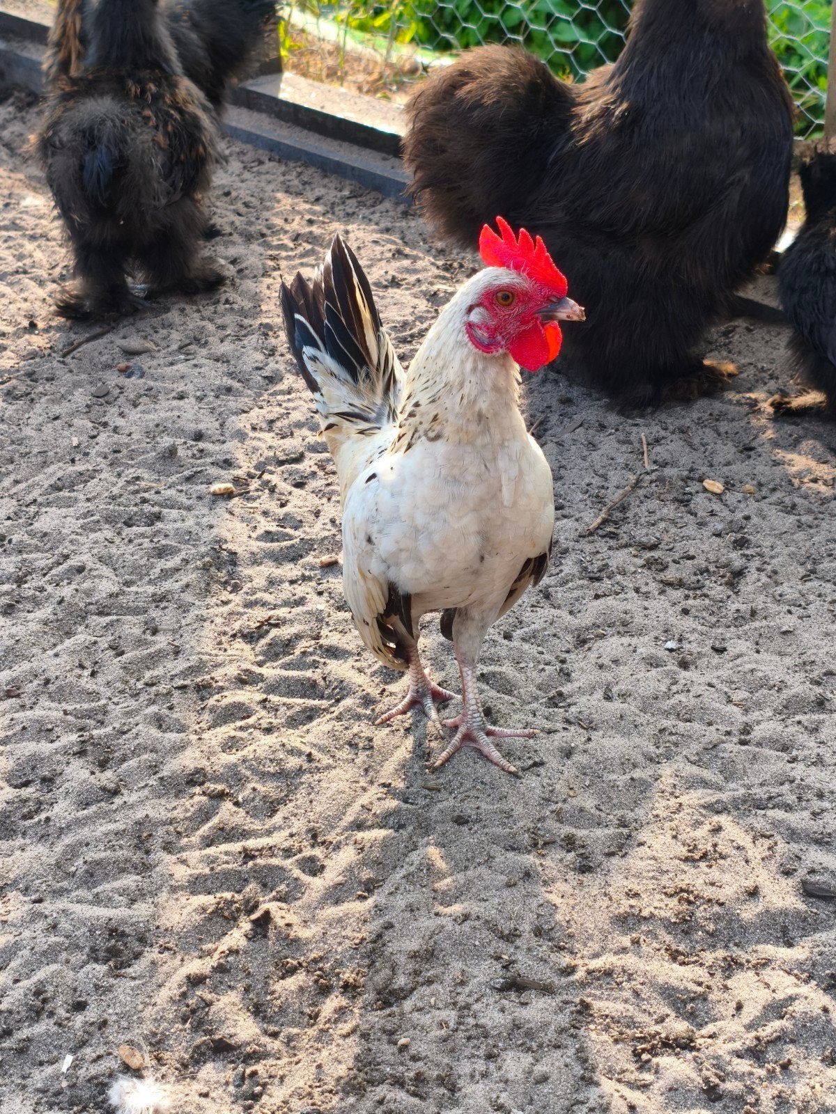 Leuke Serama Haan, Mannelijk, Kip