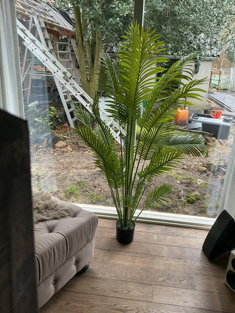 Grote kunst palm, Ophalen, 100 tot 150 cm, Palm, Halfschaduw