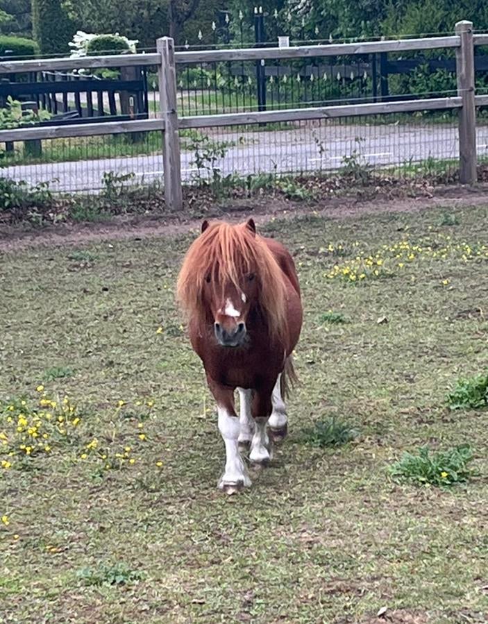 Lieve shetlanderhengst, Met stamboom, Niet van toepassing, Hengst, A pony (tot 1.17m)