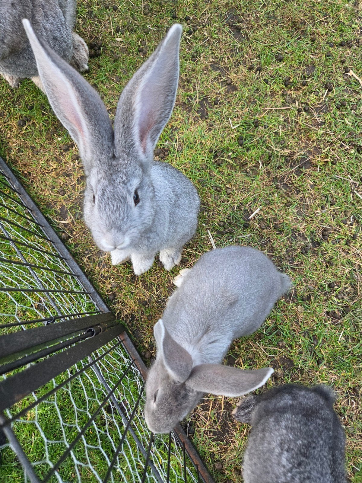 Vlaamse reuzen, Dieren en Toebehoren, Meerdere dieren, Groot