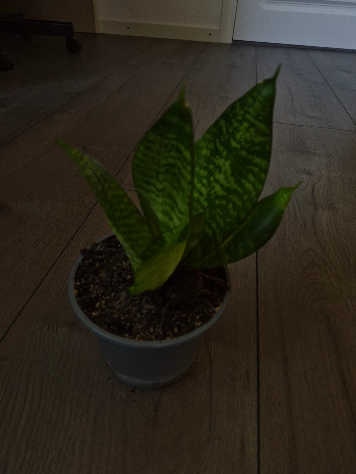 Diverse stekken Sanseveria, Groene kamerplant, Ophalen, Halfschaduw, Minder dan 100 cm