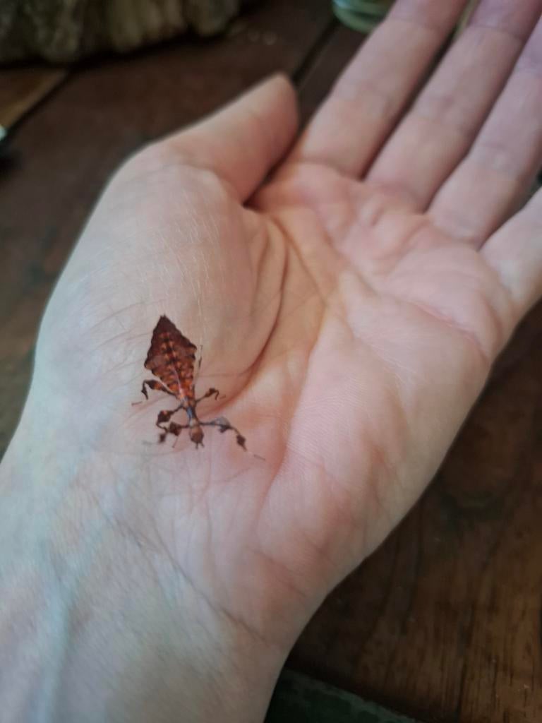 Wandelend BLAD GIGANTEUM nimfen, Dieren en Toebehoren, Wandelende tak