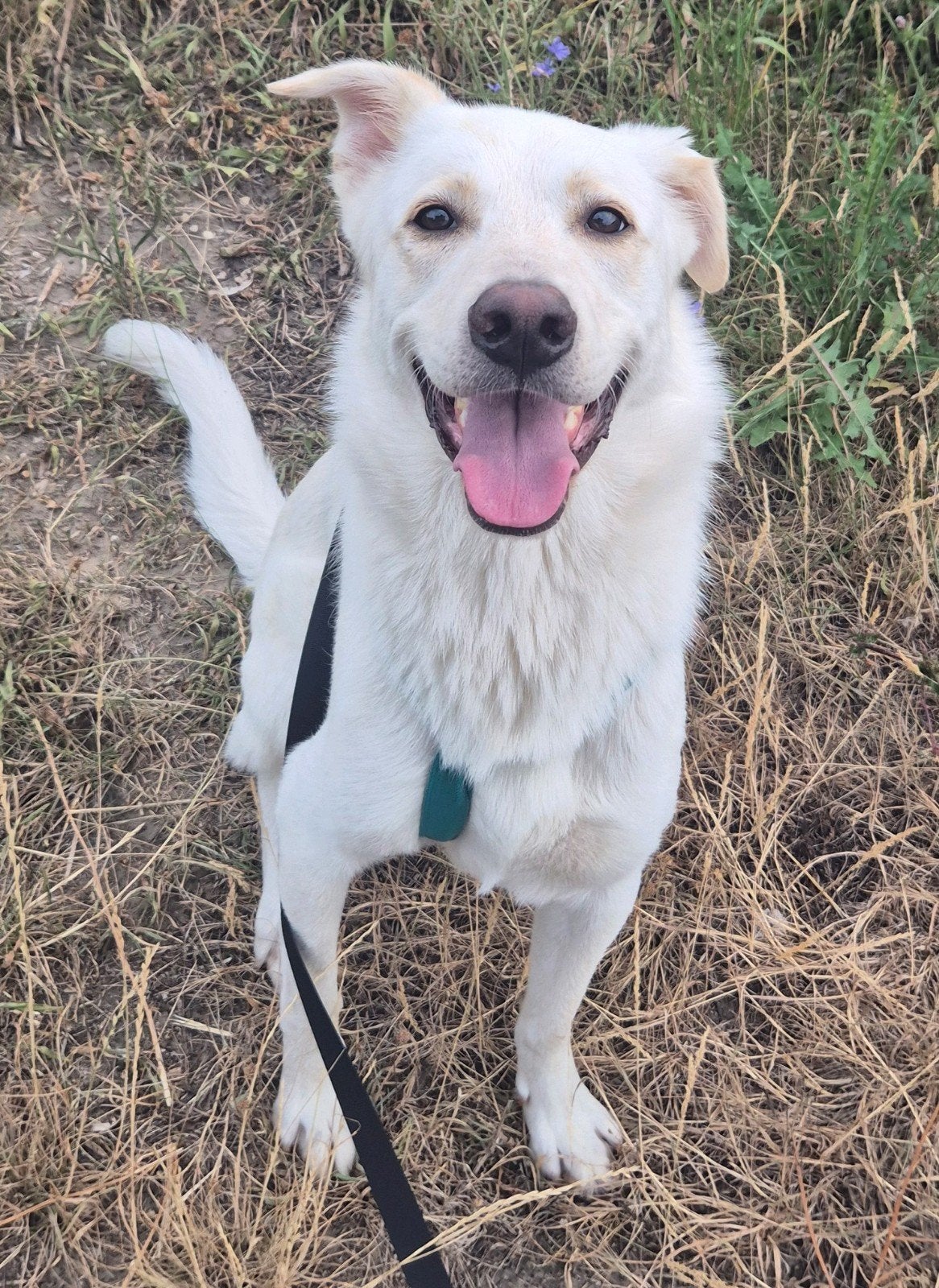 Knappe vrolijke  witte herder kruising, Parvo, Particulier, Reu, 1 tot 2 jaar
