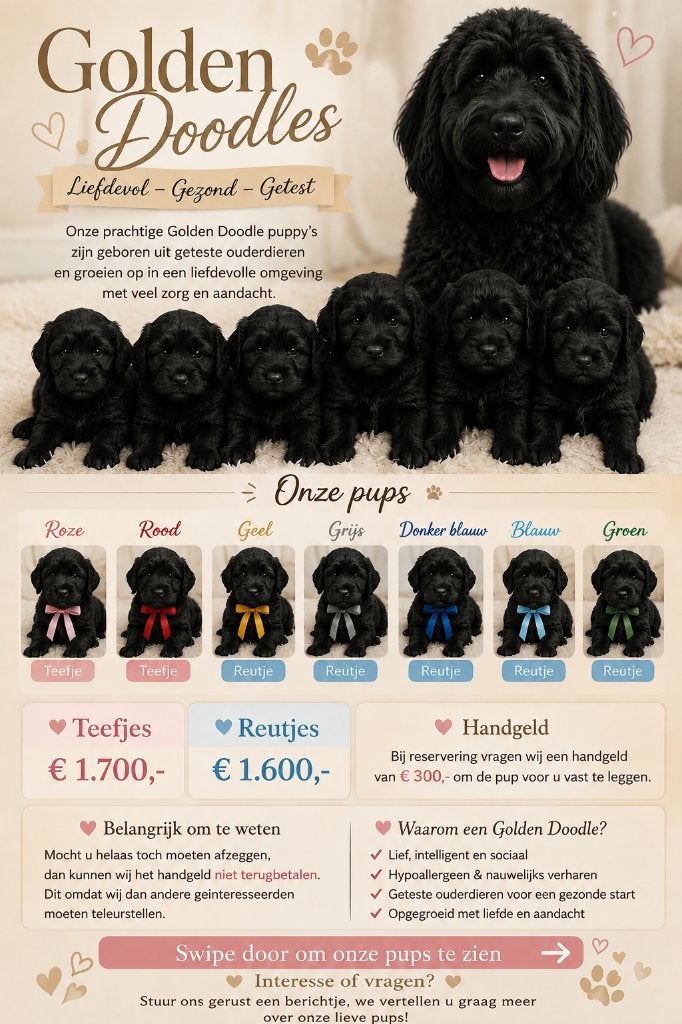 Golden doodle pups, Parvo, Overige rassen, 8 tot 15 weken, Meerdere